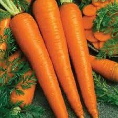 Organic Heirloom Imperator 58 Carrot Seeds Packet for Home Gardening, Non-GMO, Sweet & Tender, Daucus carota subsp. sativus