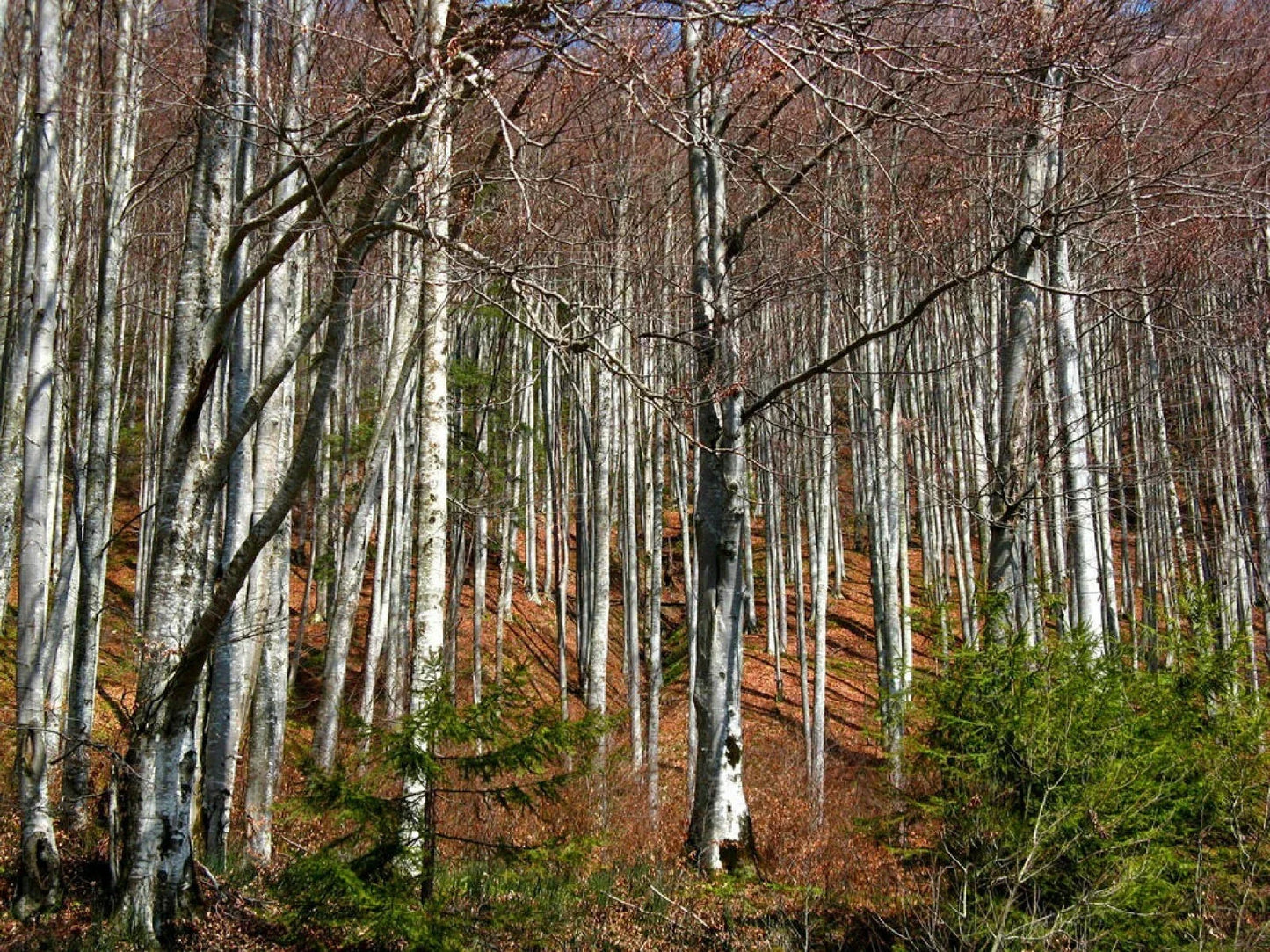 Silver Birch Seeds - Betula pendula, Fast Growing Tree for Landscaping, Ornamental, Wildlife Attraction, 100+ Seeds