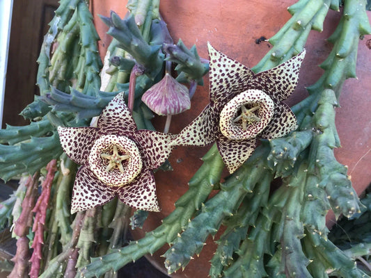 Orbea Variegata "Starfish" Succulent Cuttings 3-4 Inches, Variegated Plant for Home Decor, Unique Star-Shaped Succulent, Easy Care Indoor Plant