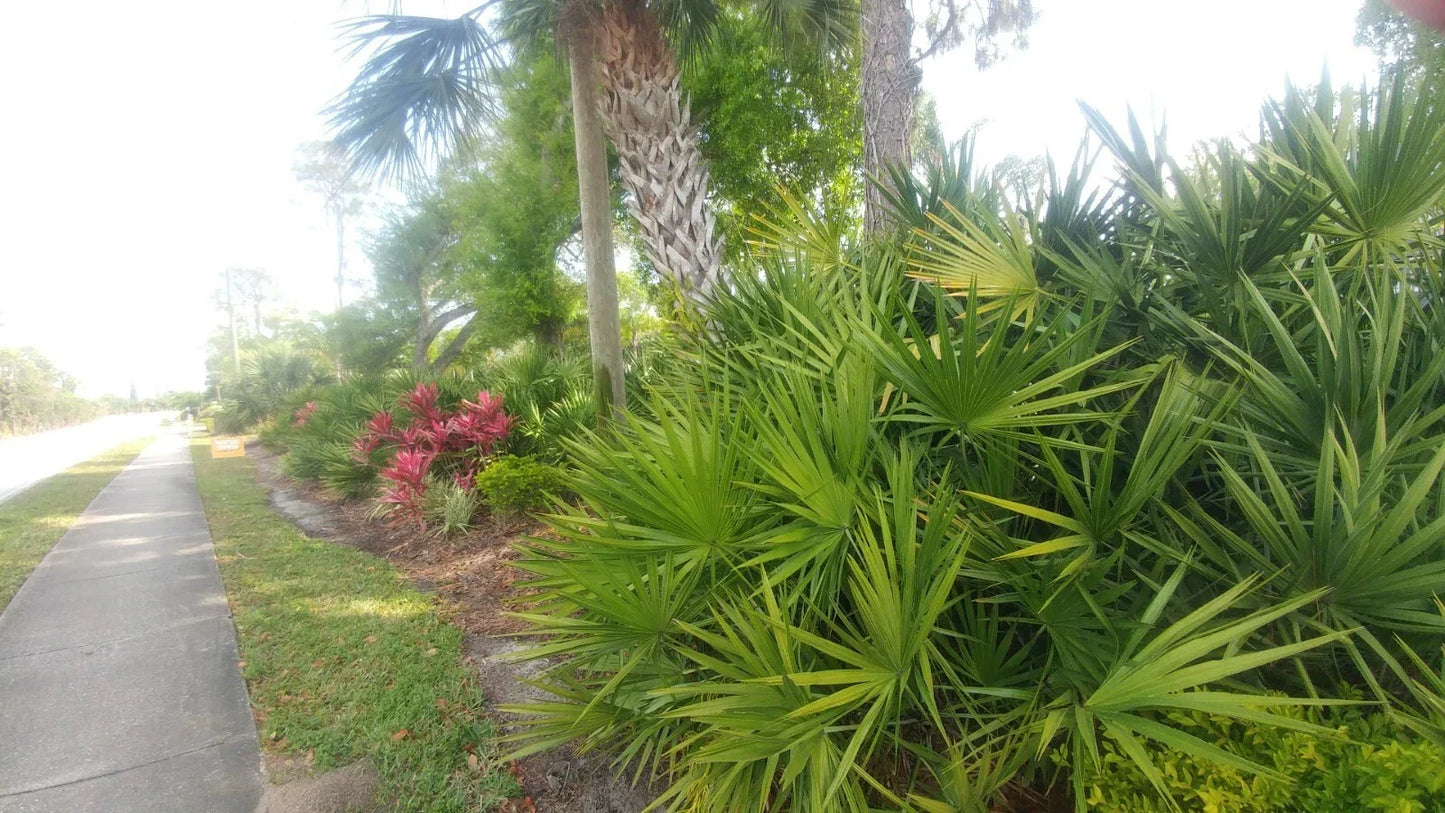 Florida Sabal Palmetto Palm Tree - 12-18 Inch Rooted Live Plant, Tropical Garden Palmetto, Sabal palmetto