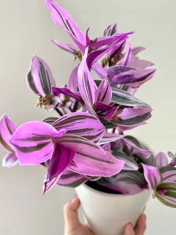Tradescantia Nanouk Bubblegum Pink 4-inch Live Rooted Houseplant, Colorful Wandering Jew Plant, Tradescantia albiflora 'Nanouk'