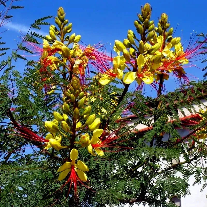 Bird of Paradise Seeds - Mexican Desert Yellow Caesalpinia gilliesii - Drought-Resistant Shrub for Xeriscaping, Full Sun, Pack of 10