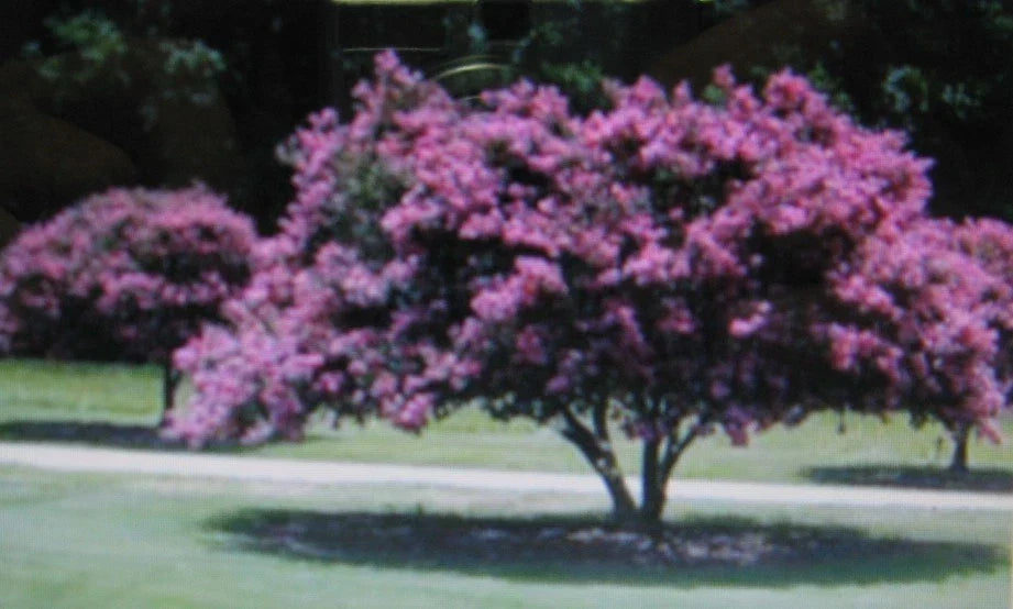 Crepe Myrtle Seeds 20 Pack Lagerstroemia indica Showy Flowers for Garden, Landscaping, Pollinator Attracting