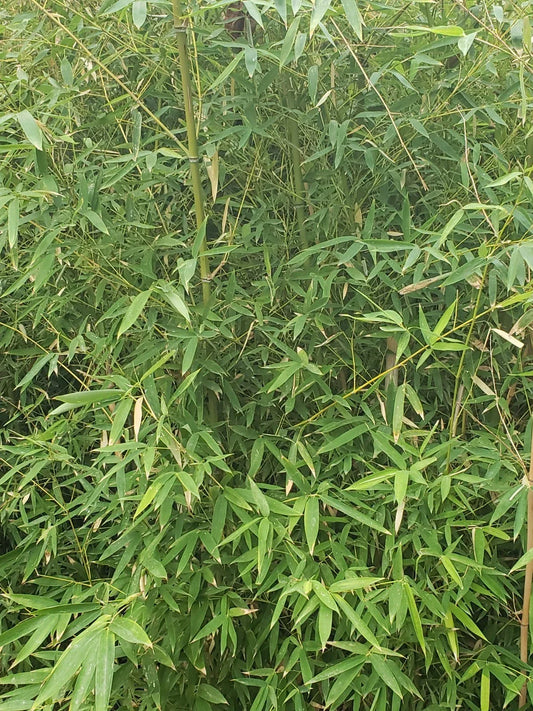 Live Bamboo Roots for Privacy Fencing, Erosion Control & Landscaping – Bambusoideae, Clumping & Running Varieties