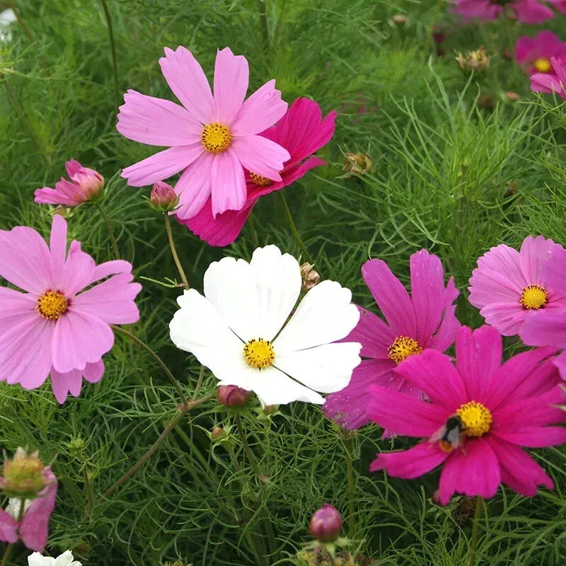 Dwarf Cosmos Seeds Pack | Over 200 Seeds | Colorful Garden Flowers | Cosmos bipinnatus | Easy to Grow Annual