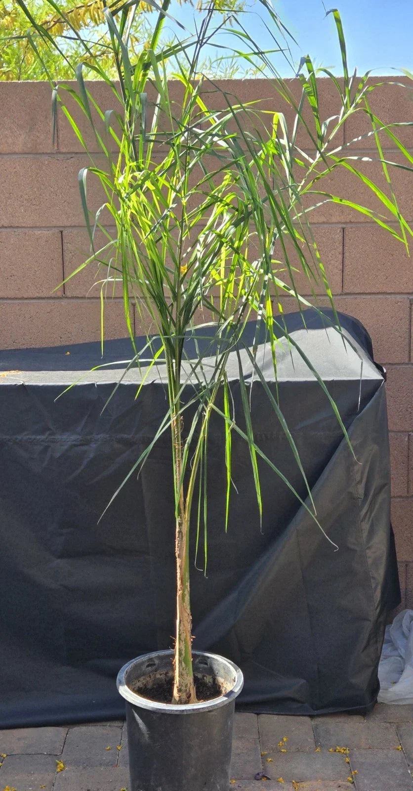 Queen Palm Tree Sapling - 5.5+ Feet Tall, Syagrus romanzoffiana, Live Indoor Outdoor Plant, Tropical Landscape Tree
