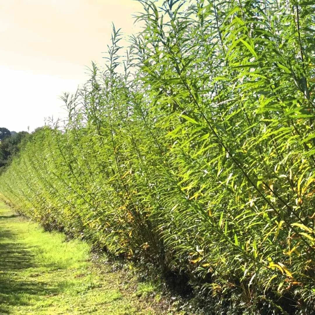 Austree Hybrid Willow Cuttings – 25 Fast-Growing Privacy Trees for Hedges – Salix × sepulcralis 'Chrysocoma'