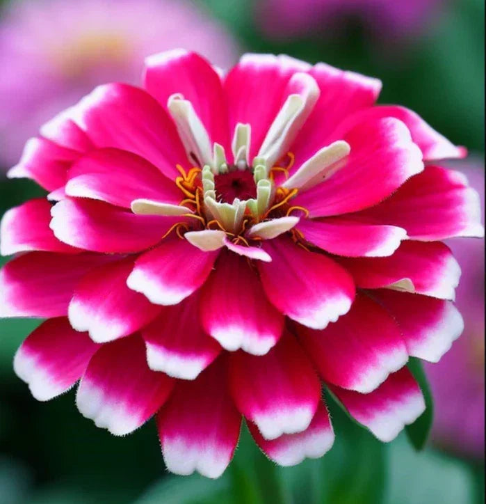 Zinnia Seeds - 100 Pack - ICE QUEEN Bi-Color Pink & White - Non-GMO Annual Flowers for Pollinators - Zinnia elegans