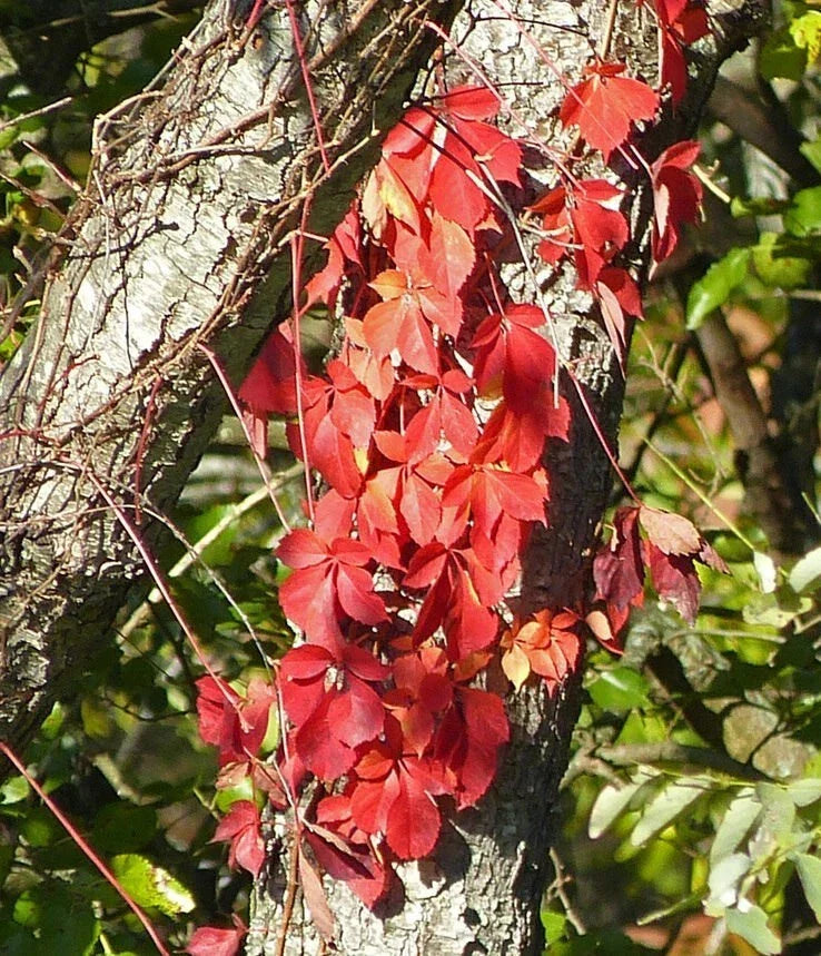Virginia Creeper Plant Cuttings – 5 Live Rooted Perennials – Hardy Ground Cover Vines – Parthenocissus quinquefolia