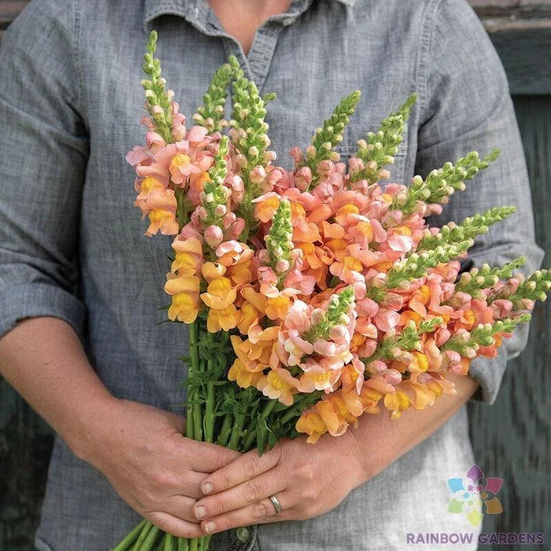 Snapdragon Seeds - 1000+ Cannes Light Bronze Antirrhinum majus for Garden Planting, Annual, Full Sun to Partial Shade