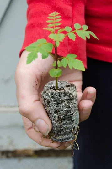 Blue Jacaranda Starter Plugs - Jacaranda mimosifolia - Vibrant Blue-Purple Flowers, Fast-Growing Tree for Gardens & Landscapes