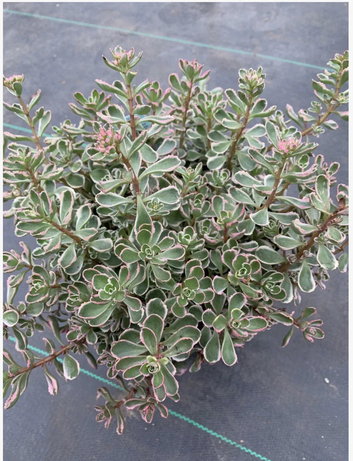Tricolor Sedum Spurium Variegated Succulent Cuttings – Live Ground Cover Plant, Drought Tolerant, Rock Garden, Container, Border, 2-4 inches
