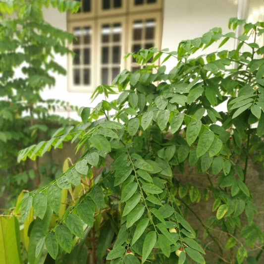 Katuk Live Plant - Sweetleaf Bush Sauropus androgynus Edible Foliage for Gardens and Landscaping