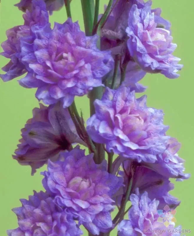 Highlander Blueberry Pie Delphinium Seeds - 200+ Delphinium elatum Blue Flowers for Garden, Borders & Cut Flowers