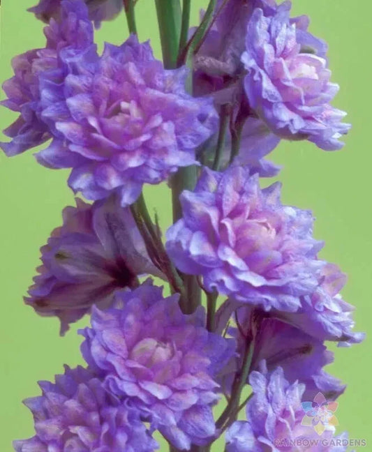 Highlander Blueberry Pie Delphinium Seeds - 200+ Delphinium elatum Blue Flowers for Garden, Borders & Cut Flowers