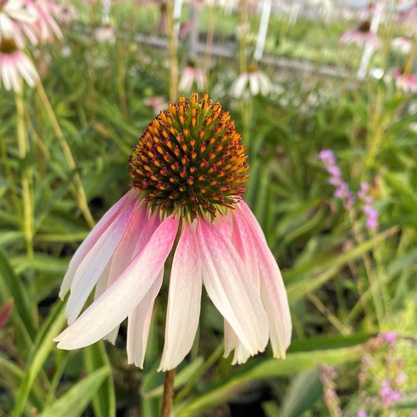 Echinacea ‘Pretty Parasols’ Live Coneflower Starter Plant – Bi-Color Daisy Blooms, Hardy Perennial, Pollinator Magnet