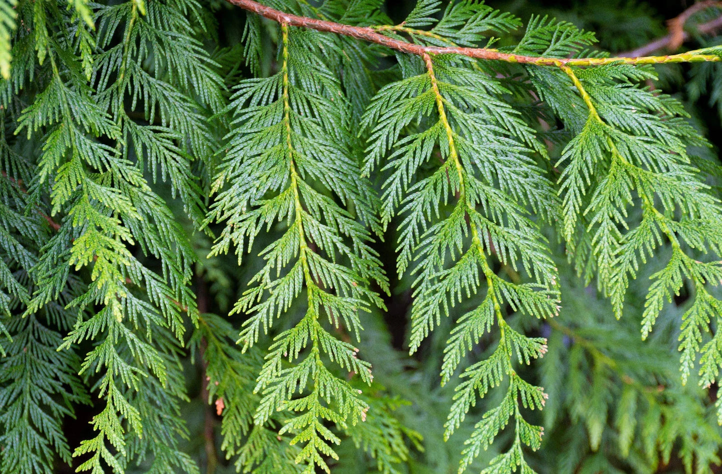 Western Red Cedar Seedling 9–12 Inches – Thuja plicata Bare Root Evergreen Tree for Landscaping and Privacy