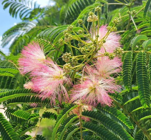 Mimosa Silk Tree Seeds | 25 Pack | Pink Flowers | Albizia Julibrissin | Fragrant Garden Tree for Pollinators