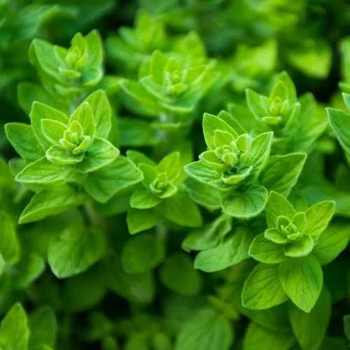 Oregano Seeds Heirloom Non-GMO Culinary Herb Seeds Origanum vulgare for Garden & Pots
