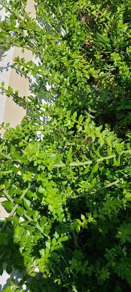 10 Pcs Pereskiopsis Cuttings for Grafting and Propagation – 6-Inch Long Cacti Clippings – Fast-Growing Succulent Plant Material
