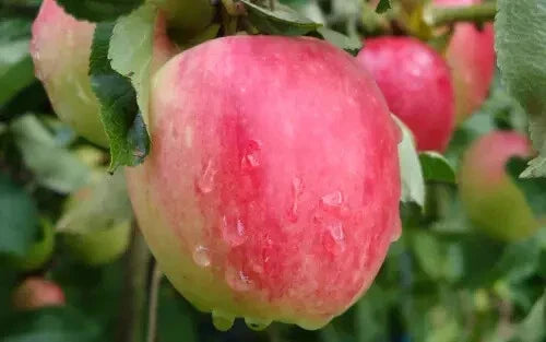 Katy Apple Seeds - 25+ Premium Malus domestica 'Katy' for Home Garden Planting, Crisp Sweet Apples, USA