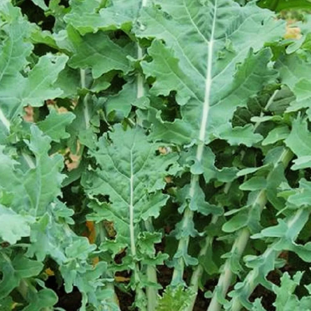 White Russian Kale Seeds - Heirloom Non-GMO Brassica oleracea - Nutrient-Rich, Easy-to-Grow Vegetable Seeds