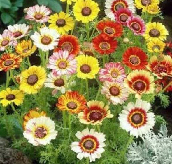 Chrysanthemum Seeds Mix - Painted Daisy Flower Seeds in White, Purple, Red, Yellow for Garden, Patio, Borders, Pollinator Attracting