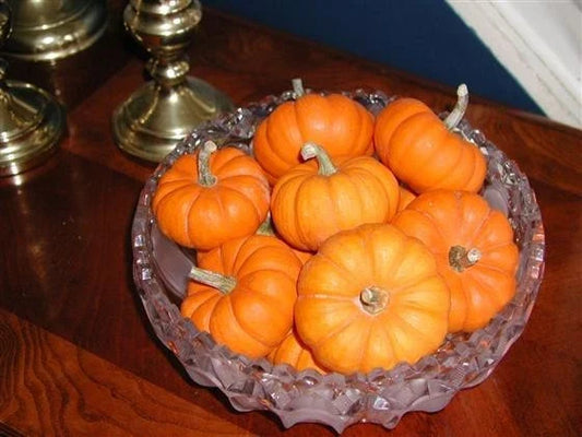 Jack Be Little Pumpkin Seeds - Miniature Fall Decor, 3-4 Inch Cucurbita pepo, Kids & Family Friendly, Easy to Grow