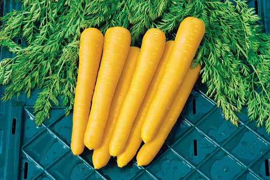 Organic Gold Nugget Carrot Seeds - 1000+ Count, Daucus carota, Heirloom, Sweet Crunchy Root Vegetables for Home Gardens