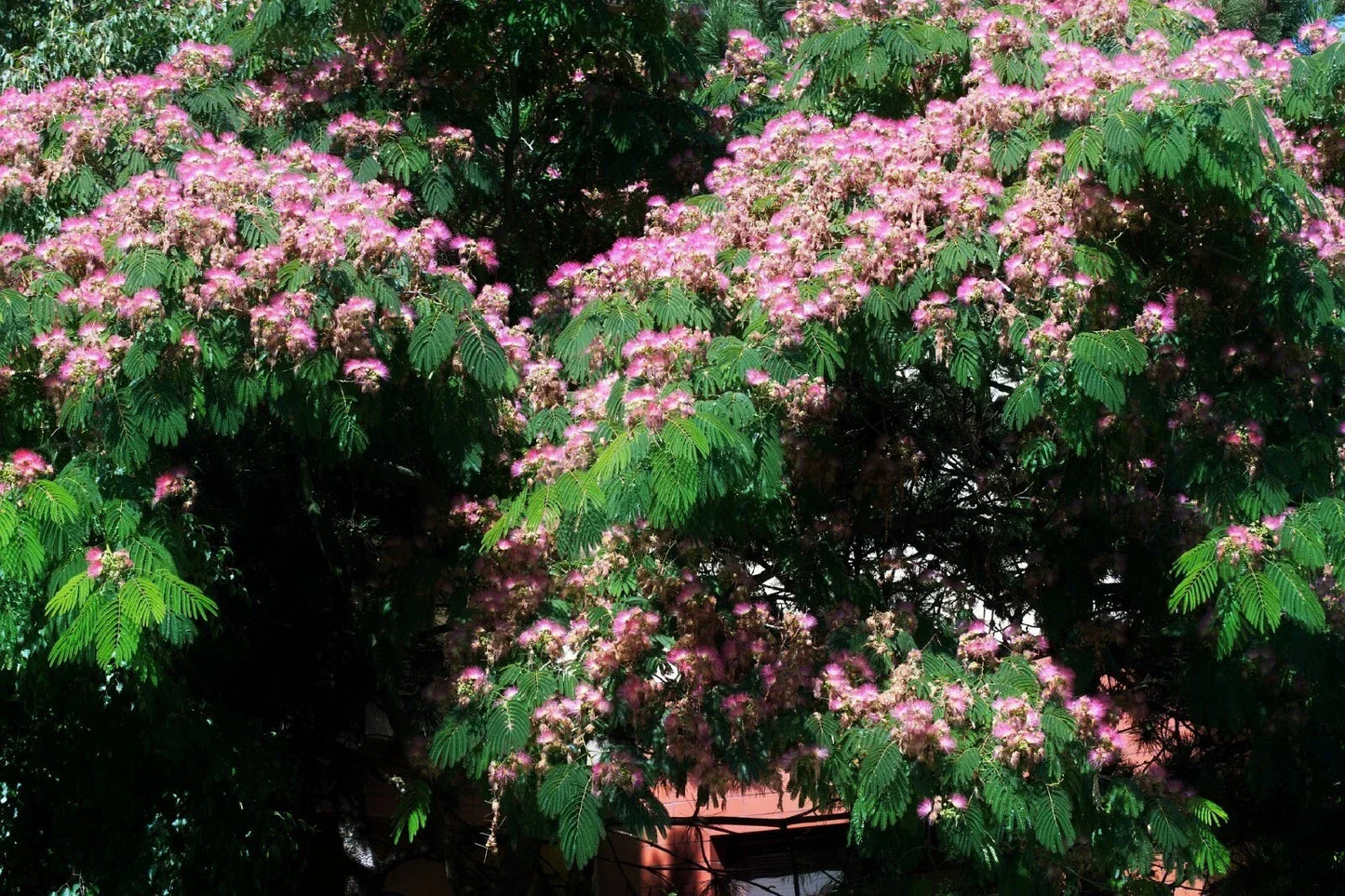 Silk Tree Seeds | 30 Pre-Stratified Albizia julibrissin Ornamental Seeds | Exotic Fast-Growing Shade Tree for Garden