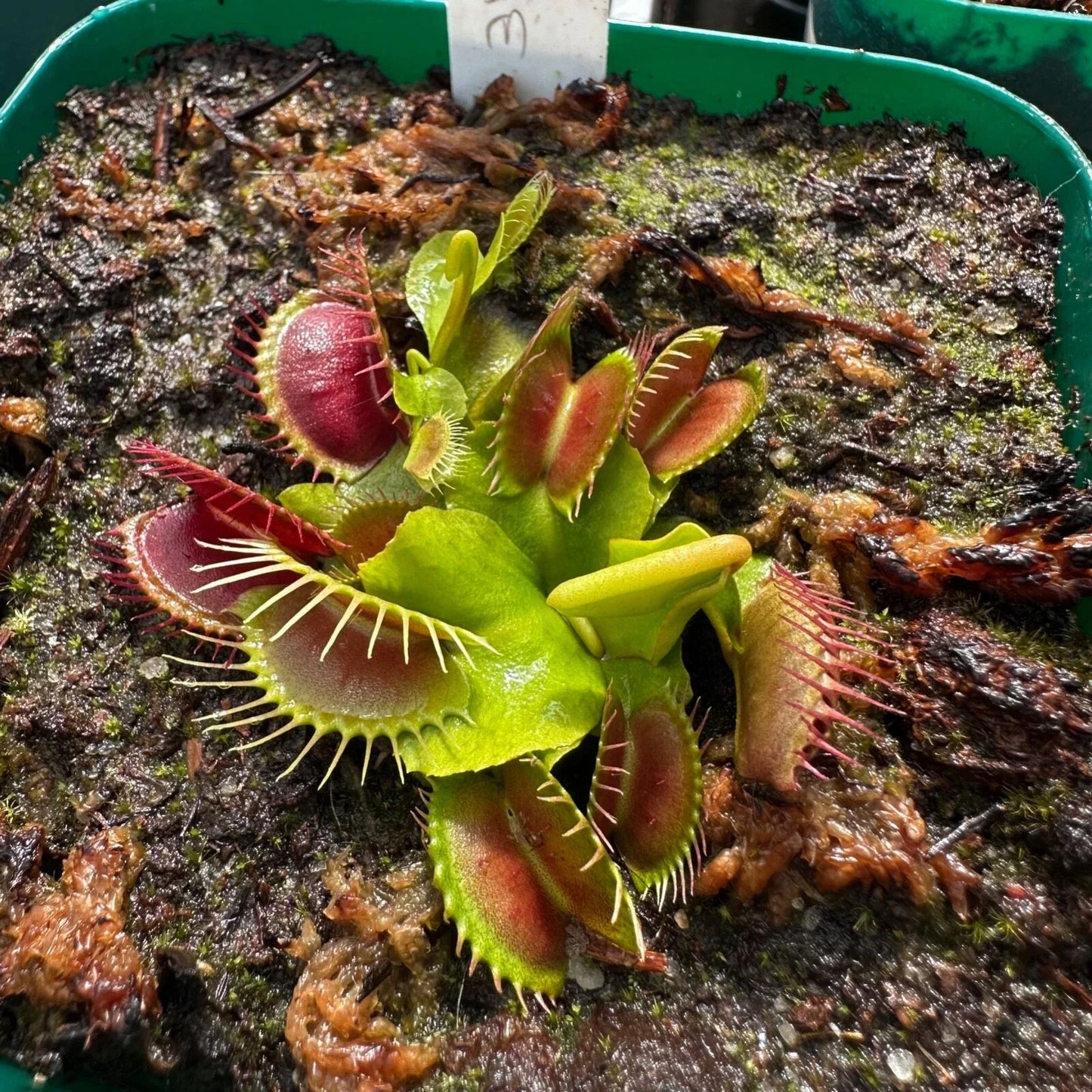 Venus Flytrap Plant - Rooted Division - 'Miss Pimbeche' - Dionaea muscipula - Carnivorous Houseplant for Indoor Garden