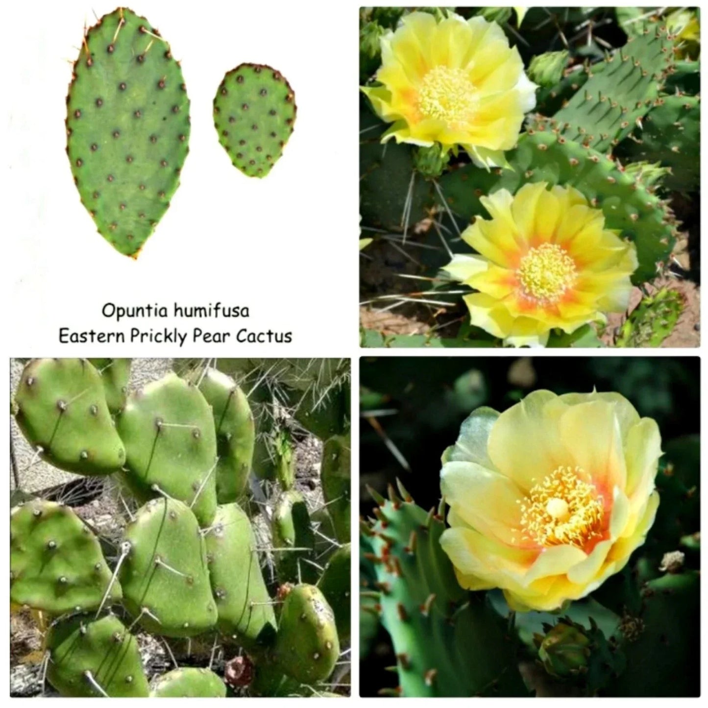 Eastern Prickly Pear Cactus Pad Cuttings – Unrooted Opuntia ficus-indica Varieties for Propagation and Succulent Garden