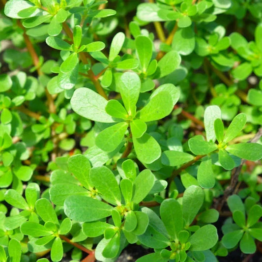 Green Purslane Seeds - Portulaca Oleracea, Edible Ground Cover, Nutrient-Rich, Drought-Resistant, Annual Plant, 2025 Planting Season