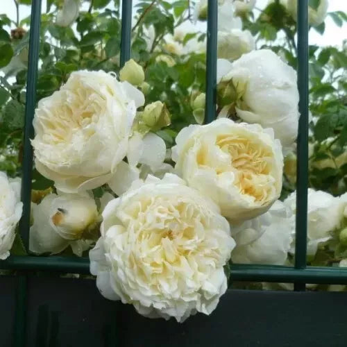 Climbing Rose Cuttings 4-Pack Perpetually Yours English Legend Rosa 'HARfable' Garden Flowers