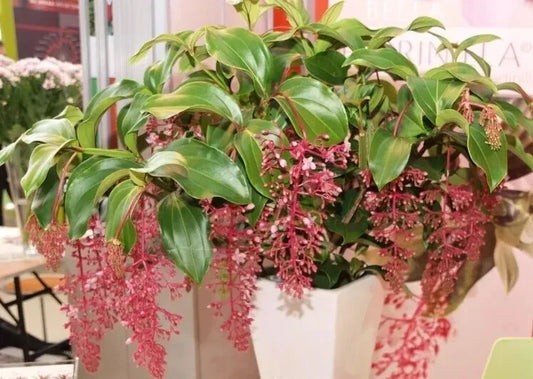 Medinilla Plant Starter - Bella Magnifica - Rare Live Well Rooted Tropical Foliage Houseplant - Exotic Indoor Plant