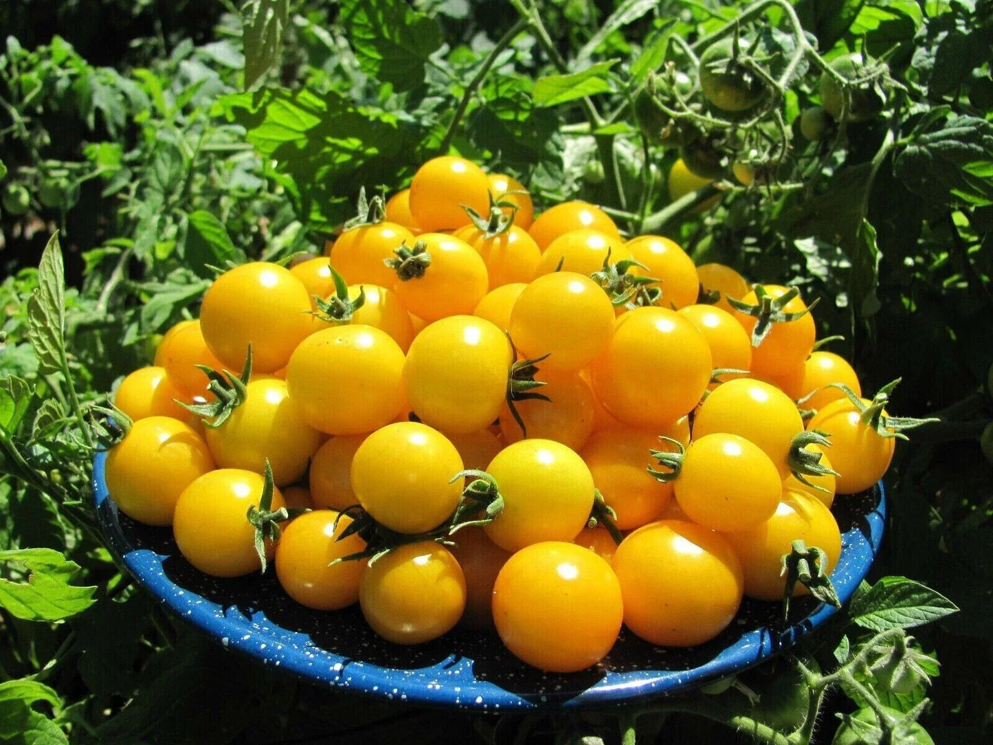 Gold Nugget Cherry Tomato Seeds - Organic Heirloom Non-GMO, Solanum lycopersicum, Sweet, Juicy, Golden Color, 120+ Seeds, Perfect for Home Gardens