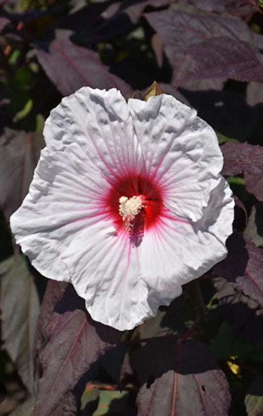 Mocha Moon Hibiscus Starter Plant – Small Rooted Hibiscus moscheutos with Large 8-10” Blooms for Gardens