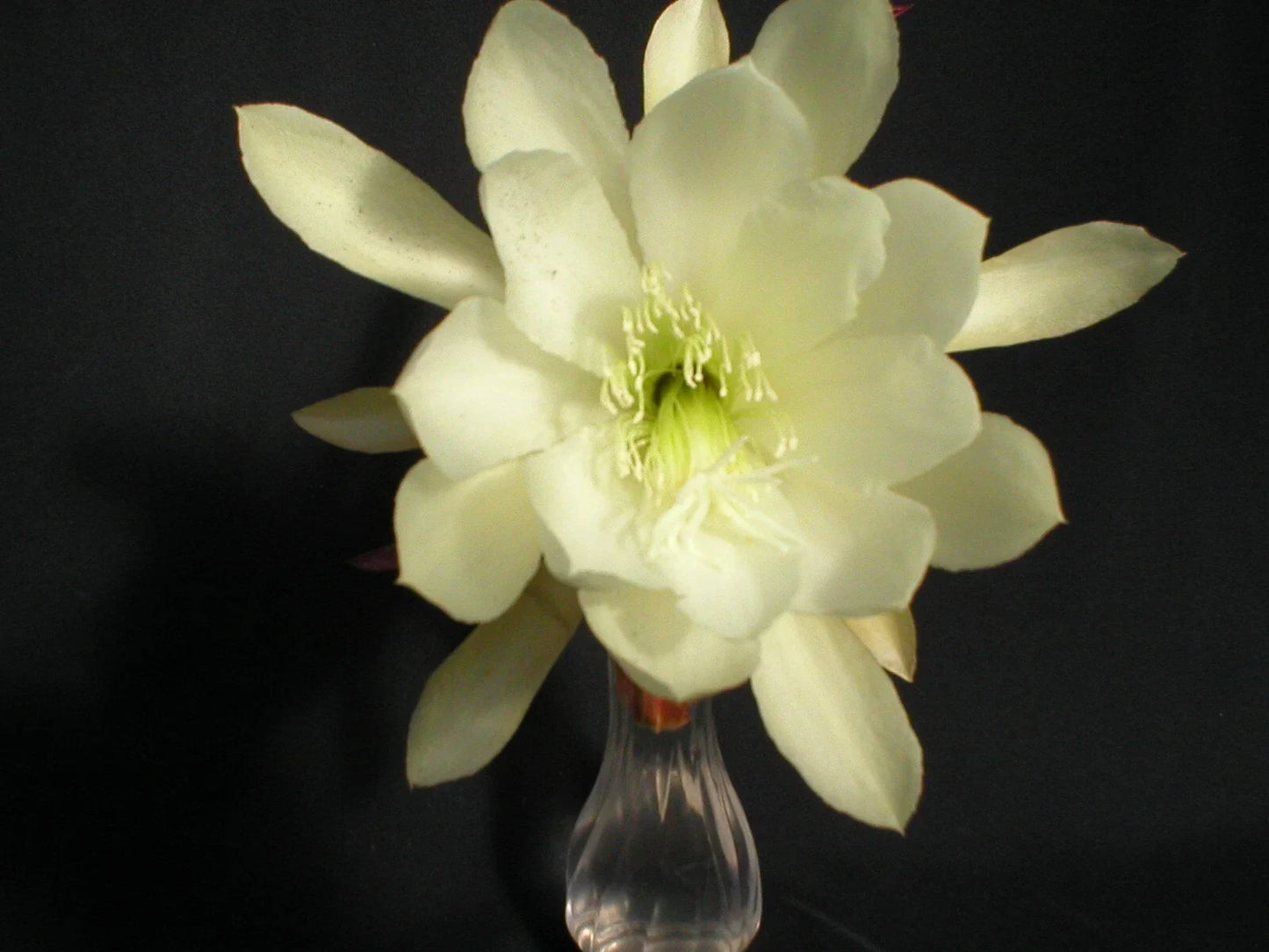 Epiphyllum Cuttings - Young Nun Orchid Cactus - Propagation Plant - Epiphyllum (Disocactus) hybrid