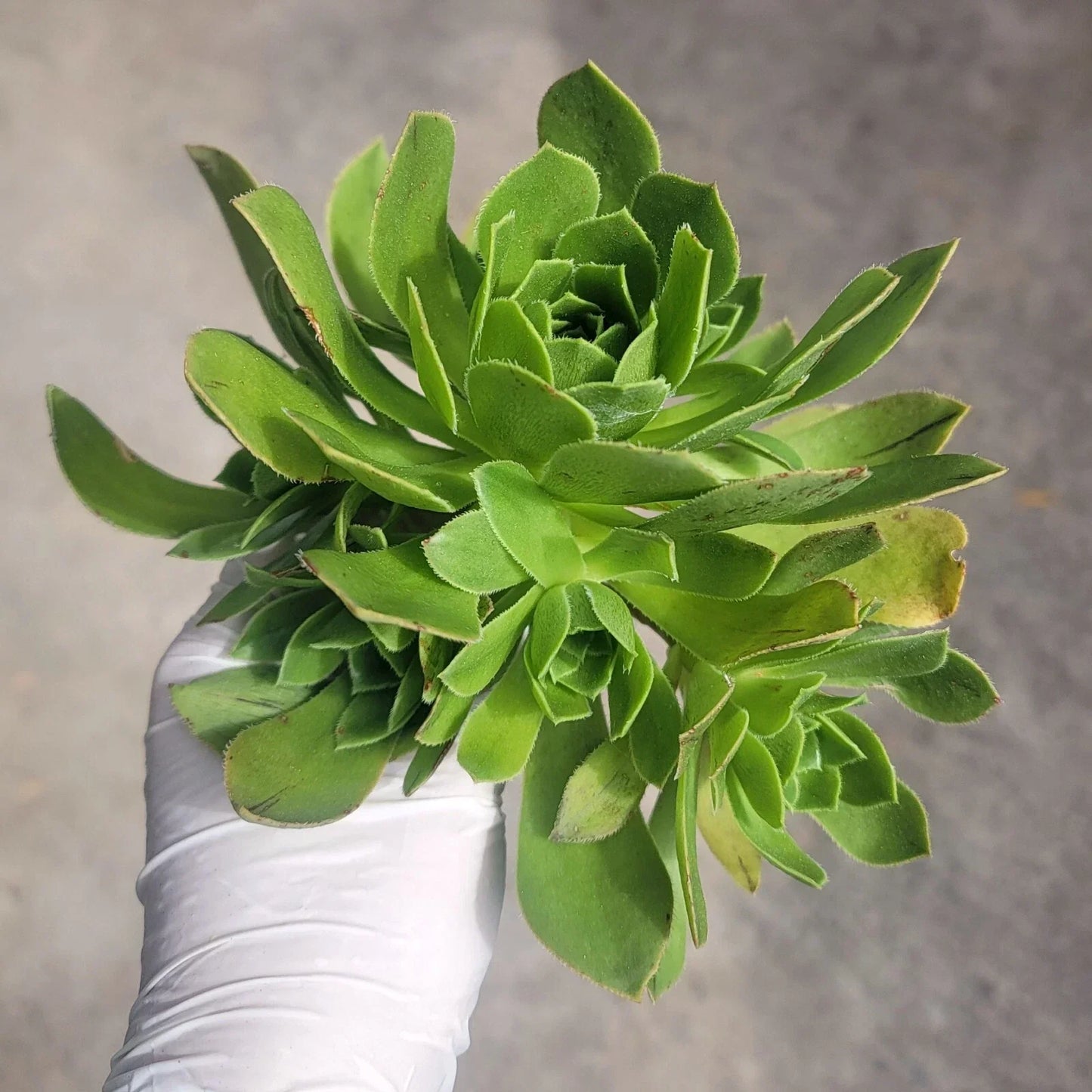 Aeonium Cutting - Cluster Variety - Aeonium arboreum cv - Succulent Propagation Plant - No Roots