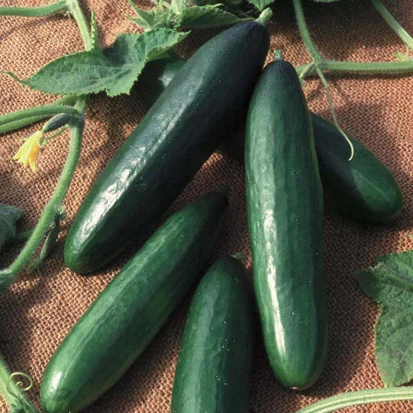 Diva Cucumber Seeds Hybrid Non-GMO Cucumis sativus for Salad & Pickling, Vining, Pack of 25