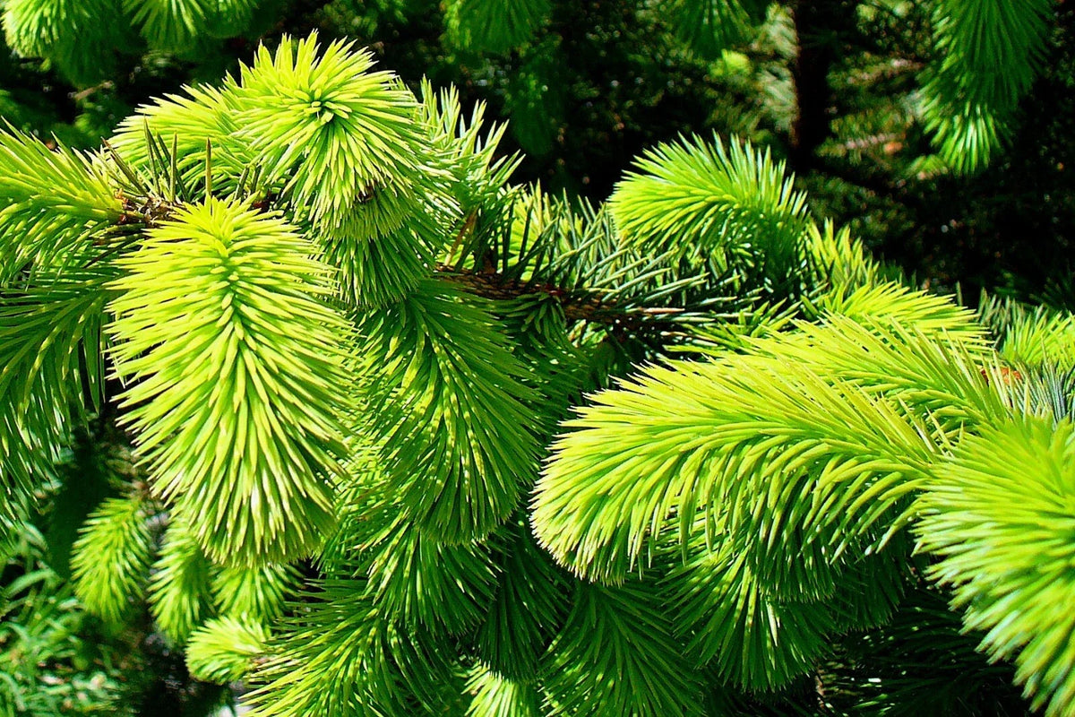 Sitka Spruce Seeds - 50 Seeds - Picea sitchensis - Ideal for Reforestation & Landscaping