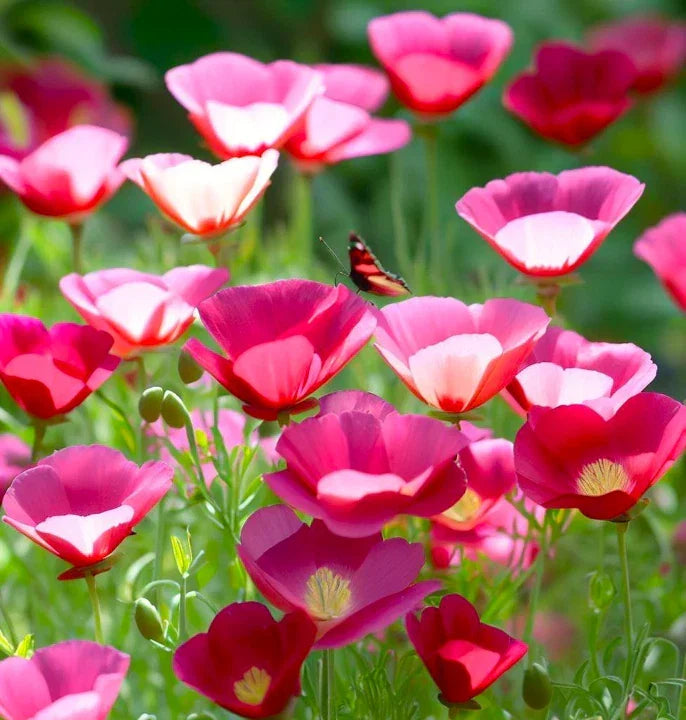 Carmine California Poppy Seeds | Pink & Purple Flower Seeds | Eschscholzia californica | Drought-Tolerant, Fast Shipping
