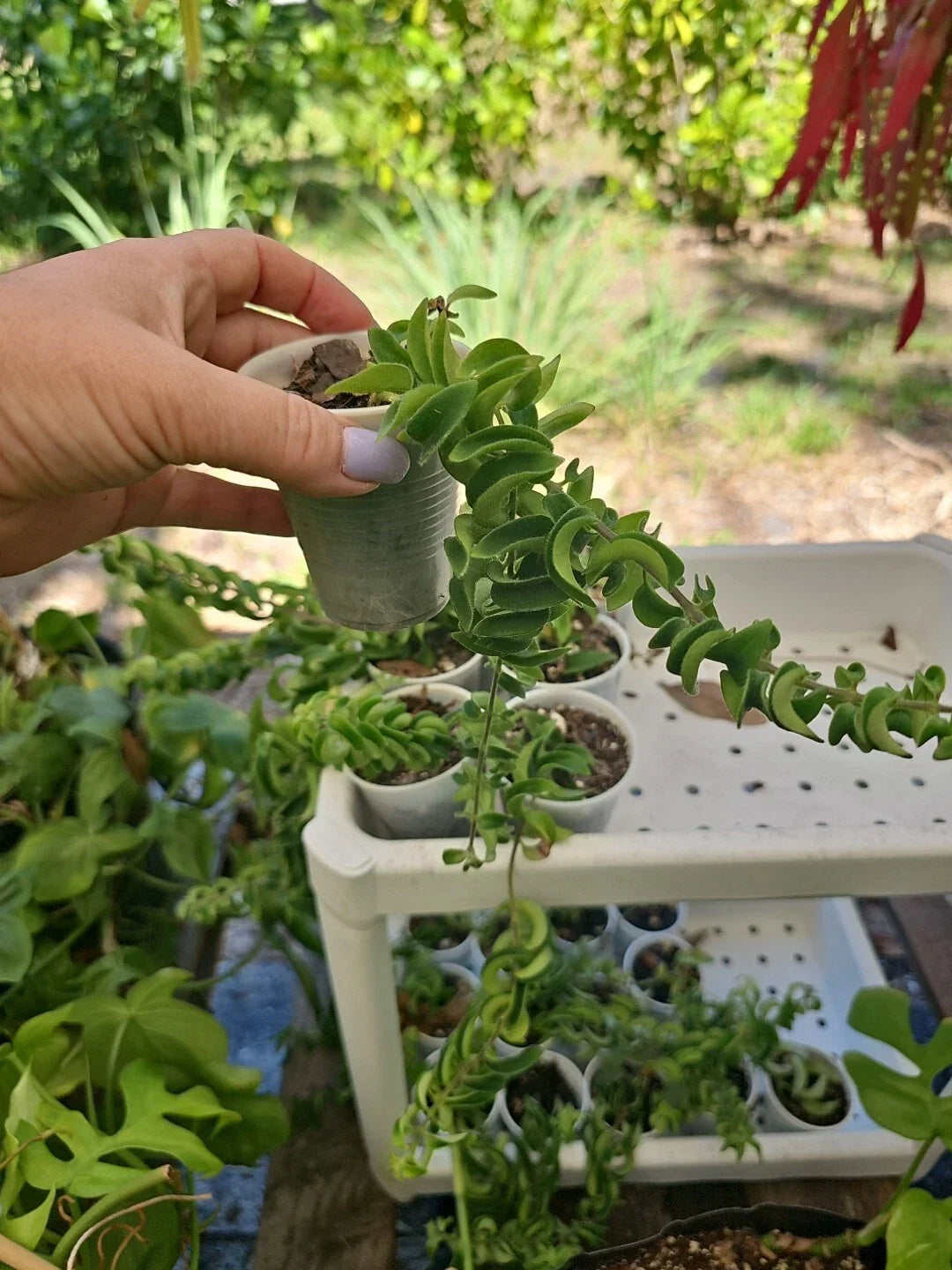 Aeschynanthus radicans Twisted Rasta Lipstick Plant in 2.5" Pot – Indoor Houseplant, Easy Care, Trailing Greenery, Air-Purifying