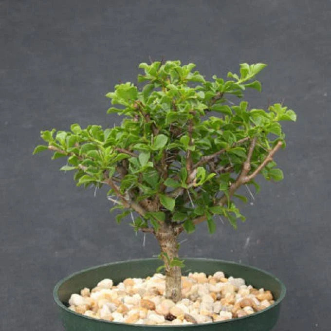 Rare Bonsai Cactus Tree 6" | Pereskia portulacifolia | Abrojo Cacti Plant | Unique Succulent Bonsai