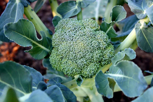 Organic Calabrese Broccoli Seeds Pack of 50 Non-GMO Pesticide-Free Vegetable Seeds Brassica oleracea
