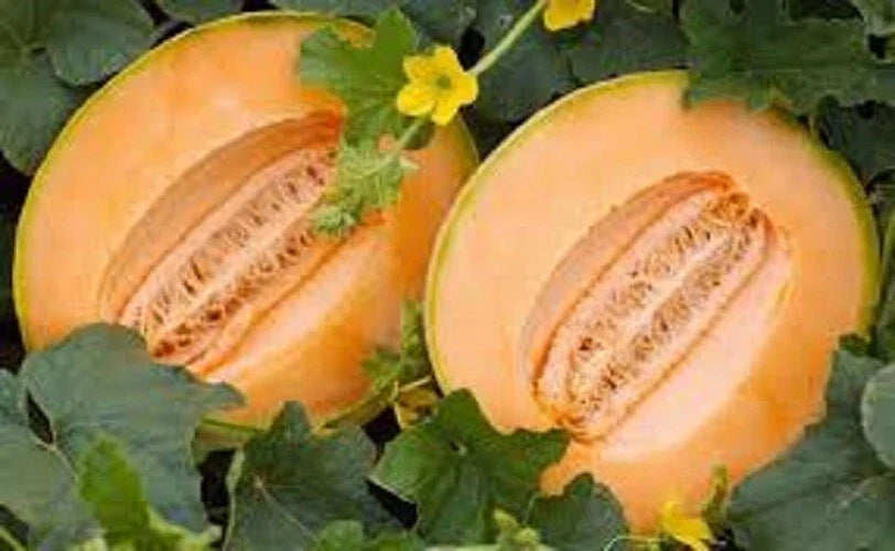 Premium Heirloom Cantaloupe Seeds - Delicious 51 Variety, Early Maturing, Sweet Flavor, Cucumis melo, Home Garden, Non-GMO