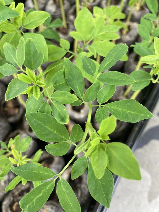 Moringa Oleifera Tree Cuttings 4-8 Inches Organic Natural for Planting, Nutritious Leaves, Medicinal Properties