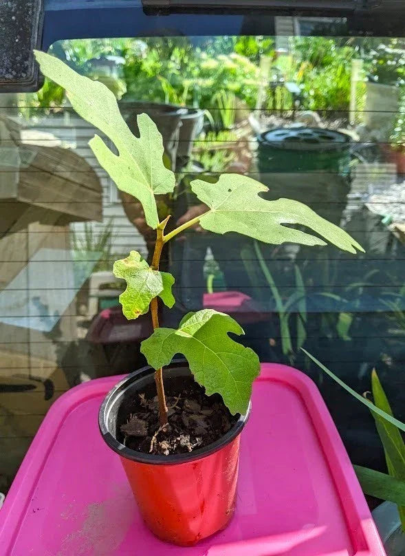 Chicago Hardy Fig Tree - Self-Pollinating Ficus carica, 6-9 Inches Tall, Cold Hardy, Fruiting Backyard Plant