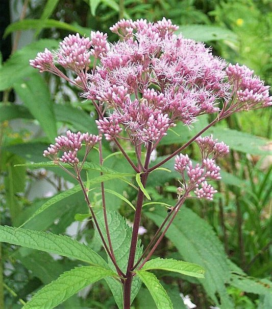 Joe Pye Weed Plants - 3 Pack, Native Maine Eupatorium purpureum, Pinkish-Purple Flowers, Pollinator Attracting, Perennial Garden Plants