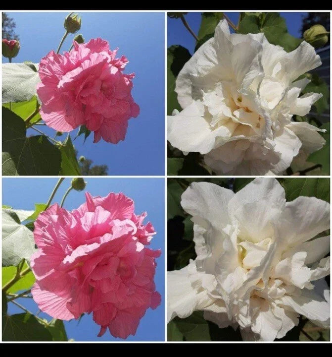 Cotton Rose Cuttings (4) - Color Changing Hibiscus mutabilis - Garden Plant, Patio Flower, Easy to Grow